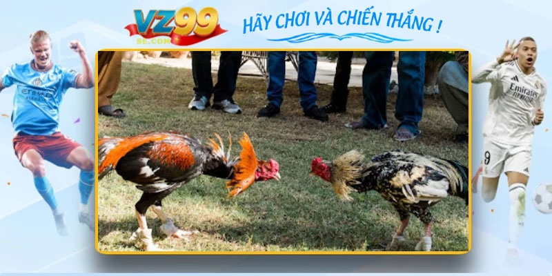 Các hình thức cá cược phổ biến trong Đá Gà vz99